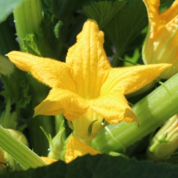 Patisson Jaune et Vert (Samen)