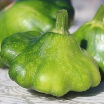 Patisson Okra (Samen)