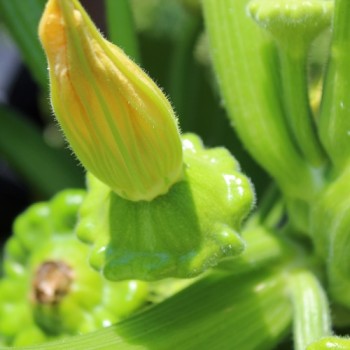 Patisson Okra (Samen)