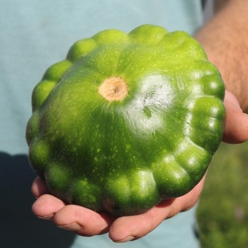Patisson Okra (Samen)