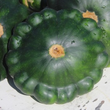 Patisson Okra (Samen)