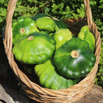 Patisson Okra (Samen)