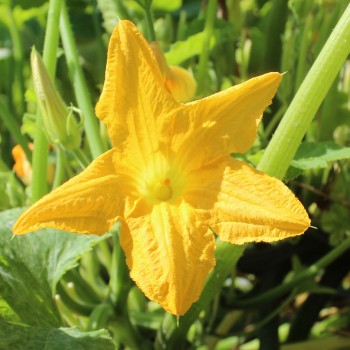 Patisson Orange (Samen)