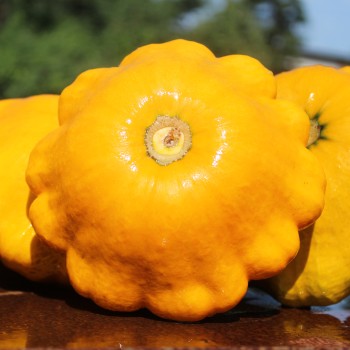 Patisson Orange (Samen)