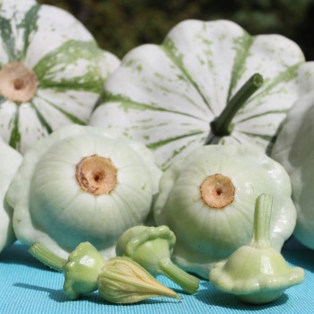 Patisson Vert et Blanc