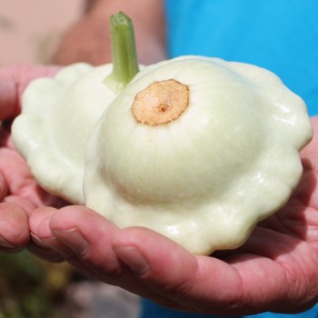 Patisson Vert et Blanc (Samen)