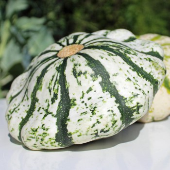 Patisson Vert et Blanc (Samen)