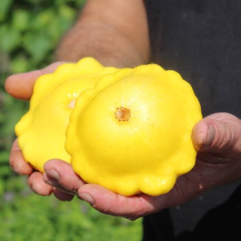 Patisson Yellow (Samen)