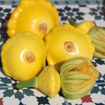 Patisson Yellow (Samen)