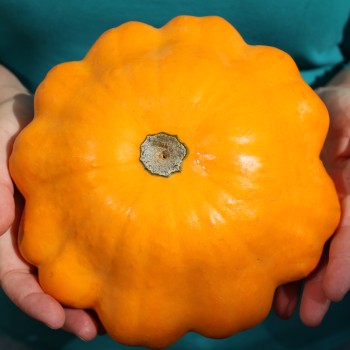 Patisson Orange (Samen)