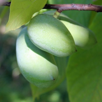 Paw Paw (Pflanze)