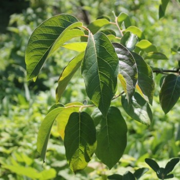 Paw Paw (Pflanze)