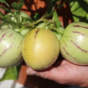 Pepino (Samen)