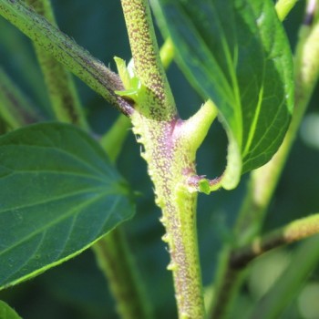 Pepino (Samen)