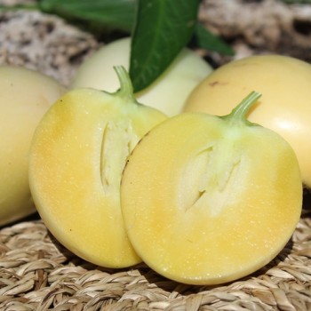 Pepino (Samen)