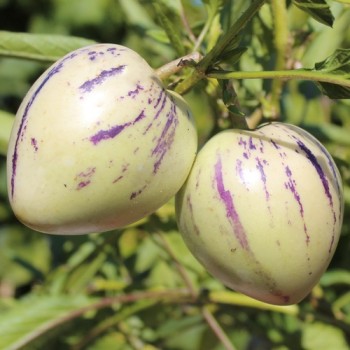 Pepino (Samen)