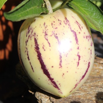 Pepino (Samen)
