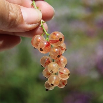 Johannisbeere Perleribs (Pflanze)