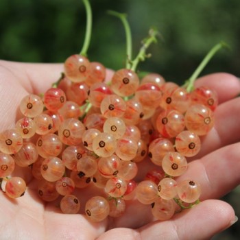 Johannisbeere Perleribs (Pflanze)