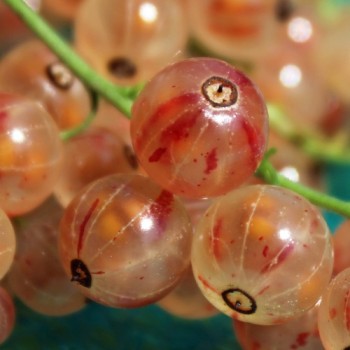Johannisbeere Perleribs (Pflanze)