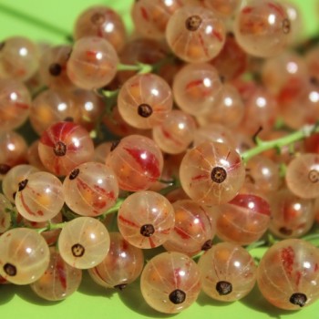Johannisbeere Perleribs (Pflanze)