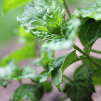 Persische Minze (Pflanze)