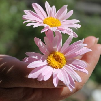 Persisches Pyrethrum rosa (Samen)