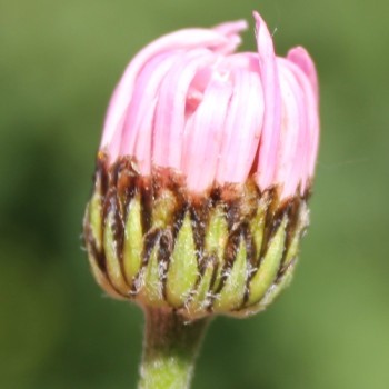 Persisches Pyrethrum rosa (Samen)
