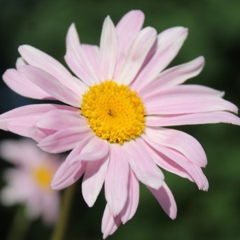 Persisches Pyrethrum rosa (Samen)