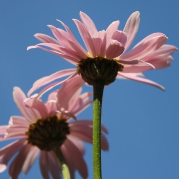 Persisches Pyrethrum rosa (Samen)