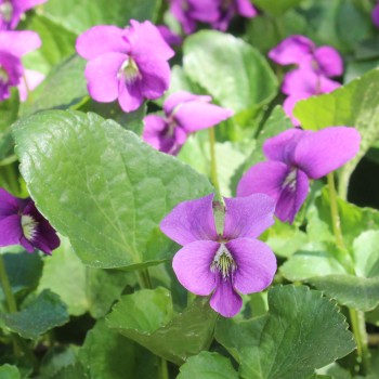 Pfingstveilchen Rubra (Samen)