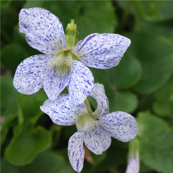 Pfingstveilchen blaugesprenkelt (Samen)