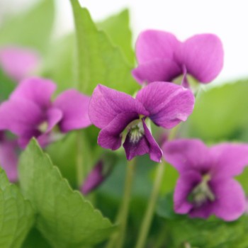 Pfingstveilchen Rubra (Samen)