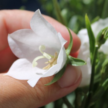 Pfirsichblättrige Glockenblume weiß (Samen)