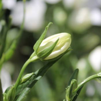 Pfirsichblättrige Glockenblume weiß (Samen)