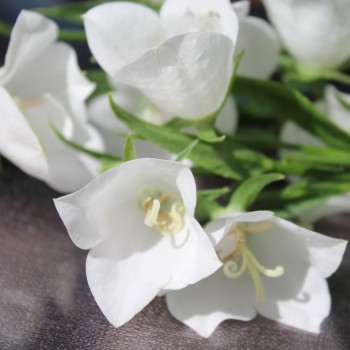 Pfirsichblättrige Glockenblume weiß (Samen)