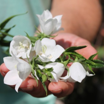Pfirsichblättrige Glockenblume weiß (Samen)