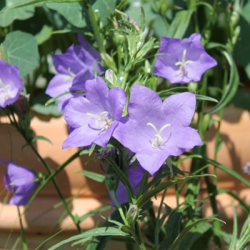 Pfirsichblättrige Glockenblume blau (Samen)