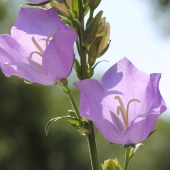 Pfirsichblättrige Glockenblume blau (Samen)