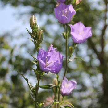 Pfirsichblättrige Glockenblume blau (Samen)