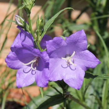 Pfirsichblättrige Glockenblume blau (Samen)