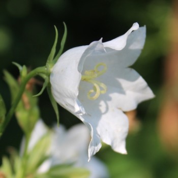 Pfirsichblättrige Glockenblume weiß (Samen)