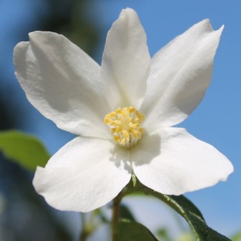 Erdbeerjasmin Silberregen (Walderdbeerduft) (Pflanze)