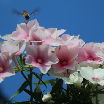 Phlox Blushing Bride (Samen)