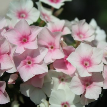 Phlox Blushing Bride (Samen)