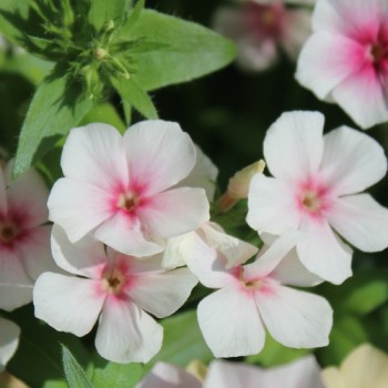 Phlox Blushing Bride (Samen)