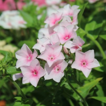 Phlox Blushing Bride (Samen)