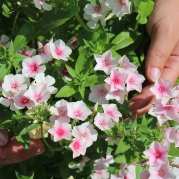 Phlox Blushing Bride (Samen)