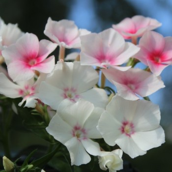 Phlox Blushing Bride (Samen)