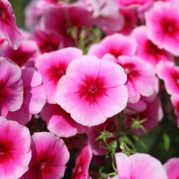 Phlox Brilliant (Samen)